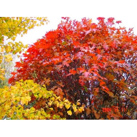 Quercus palustris 'Isabel' Quercus palustris 'Isabel'