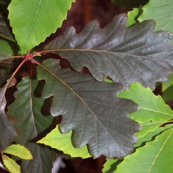 Quercus petraea 'Purpurea'