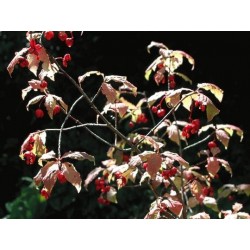 Euonymus planipes - fruit in autumn