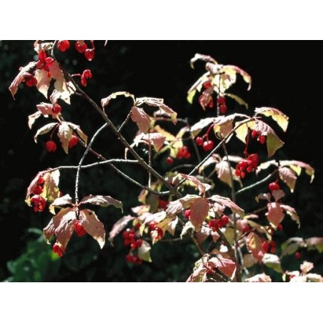 Euonymus planipes - fruit in autumn Euonymus planipes - fruit in autumn
