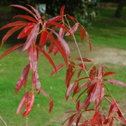Quercus phellos - autumn colour