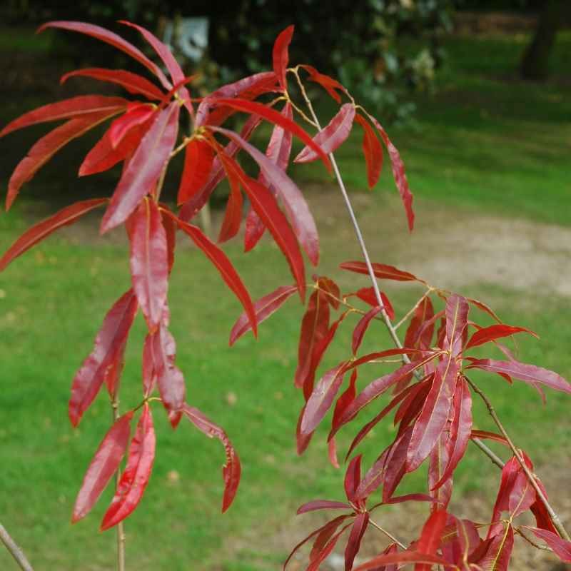 Quercus phellos - autumn colour Quercus phellos - autumn colour