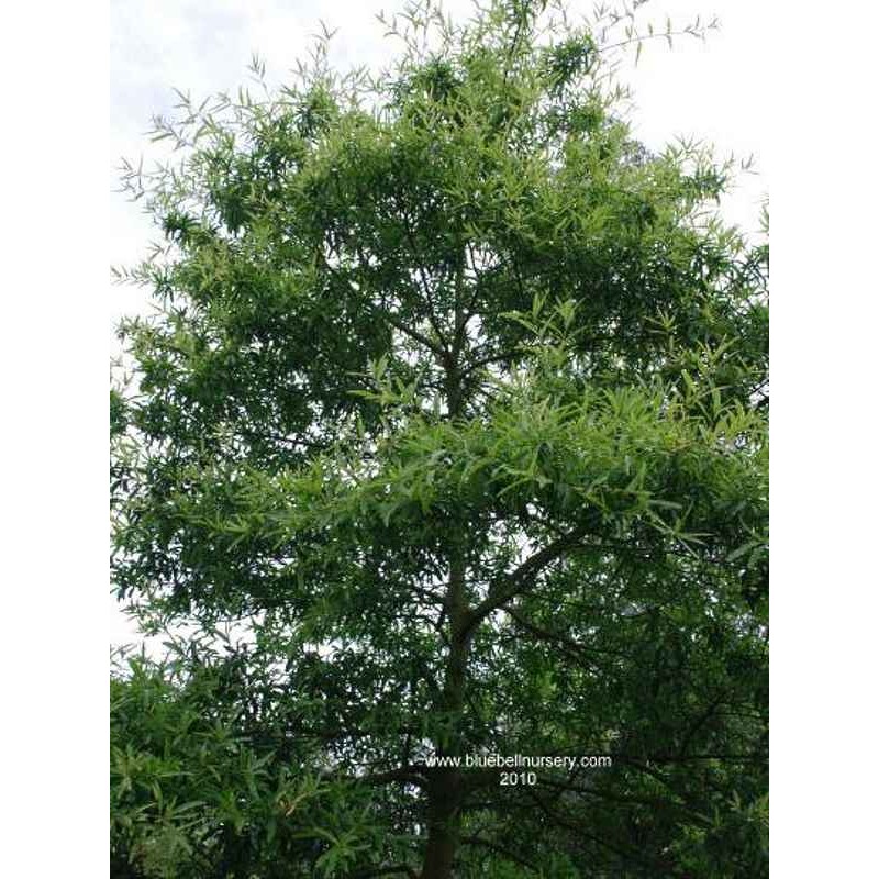 Quercus phellos Quercus phellos