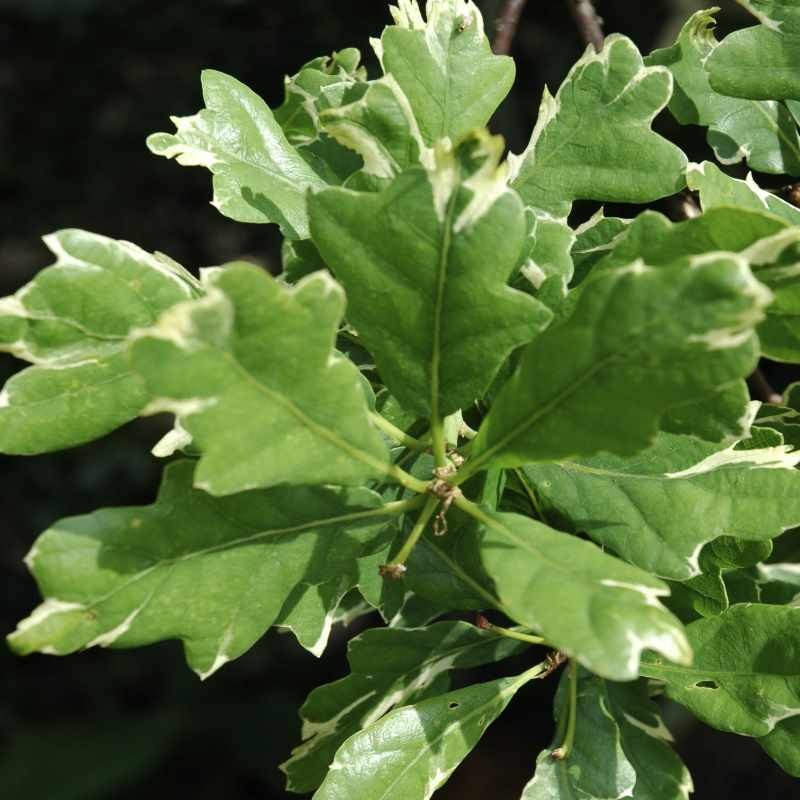 Quercus robur 'Argenteomarginata'