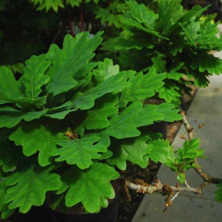 Quercus robur 'Compacta'