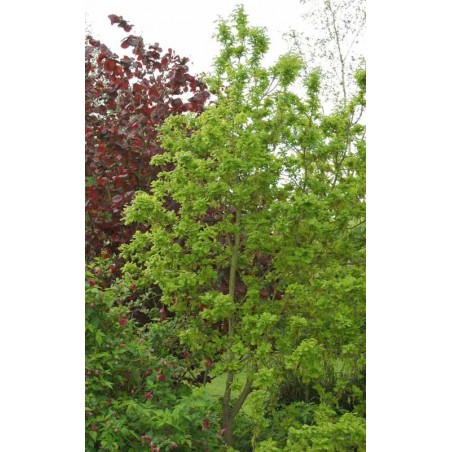 Quercus robur 'Compacta'