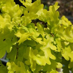 Quercus robur 'Concordia'