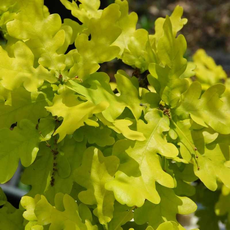 Quercus robur 'Concordia'