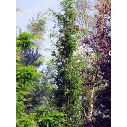 Quercus robur 'Fastigiata Koster'