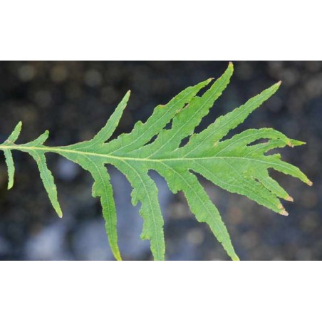 Quercus robur 'Pectinata'