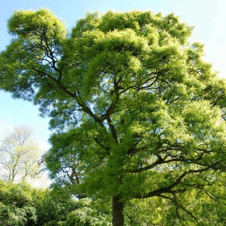 Quercus robur 'Pectinata'
