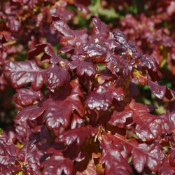 Quercus robur 'Purpurea'