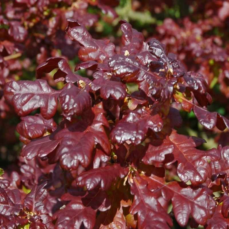 Quercus robur 'Purpurea' Quercus robur 'Purpurea'