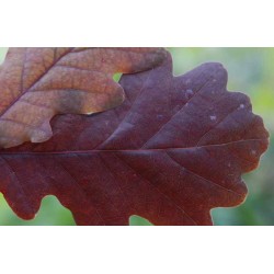 Quercus robur 'Timuki'