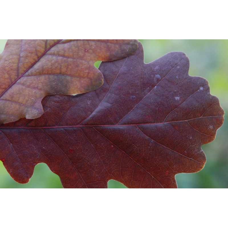 Quercus robur 'Timuki'