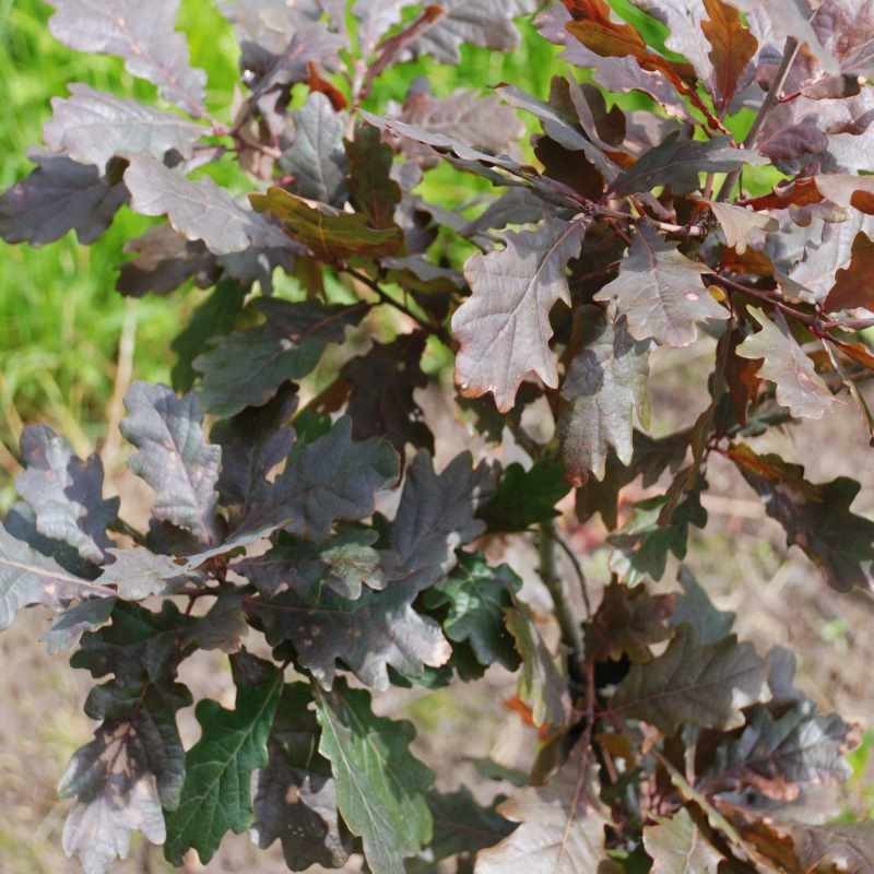 Quercus robur 'Timuki'