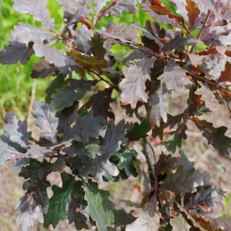 Quercus robur 'Timuki'