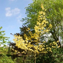 Quercus rubra 'Aurea'