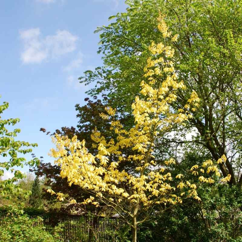 Quercus rubra 'Aurea' Quercus rubra 'Aurea'