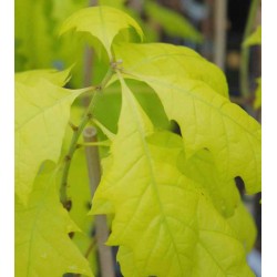 Quercus rubra 'Boltes Gold'