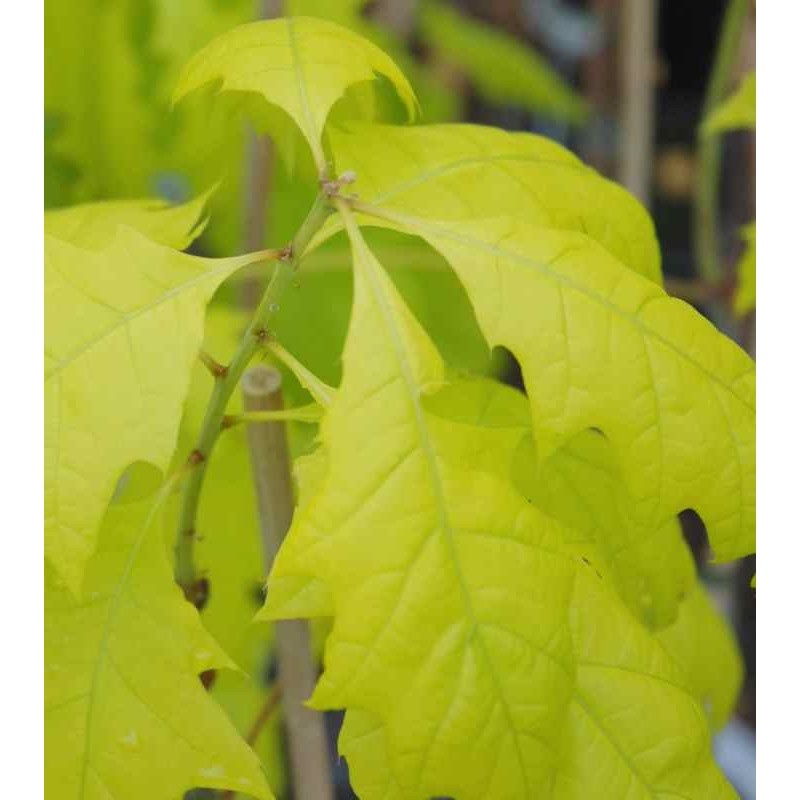 Quercus rubra 'Boltes Gold' Quercus rubra 'Boltes Gold'