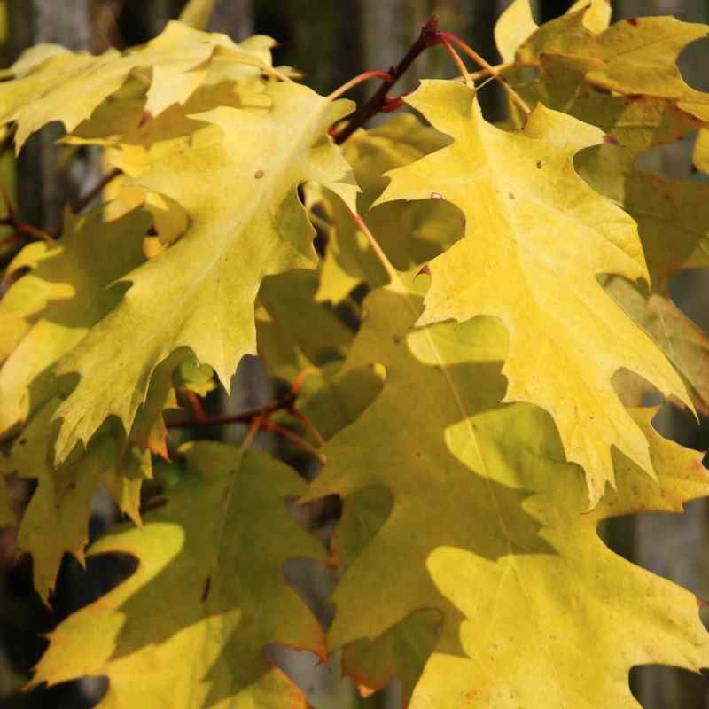 Quercus rubra 'Magic Fire' Quercus rubra 'Magic Fire'