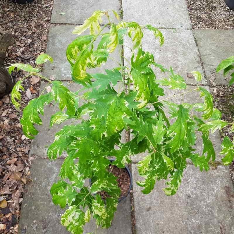 Quercus rubra 'Wolfdonks Pride' Quercus rubra 'Wolfdonks Pride'
