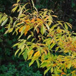 Quercus serrata (glandulifera)