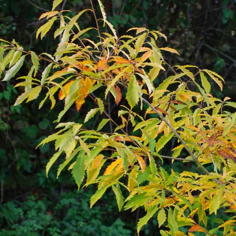 Quercus serrata (glandulifera) Quercus serrata (glandulifera)
