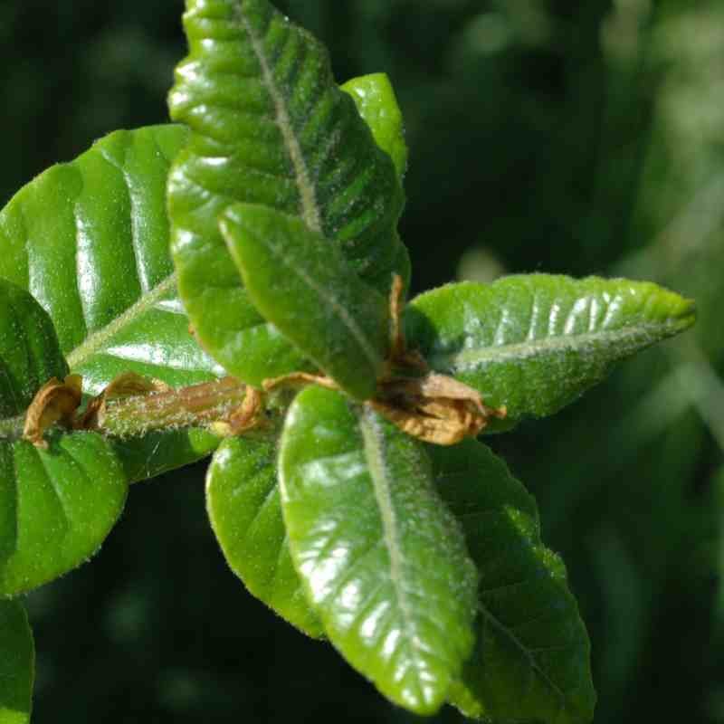 Quercus semecarpifolia