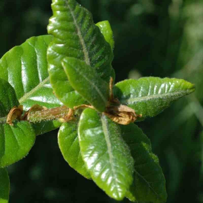 Quercus semecarpifolia Quercus semecarpifolia