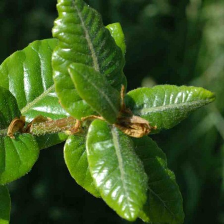 Quercus semecarpifolia Quercus semecarpifolia