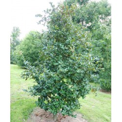 Quercus semecarpifolia
