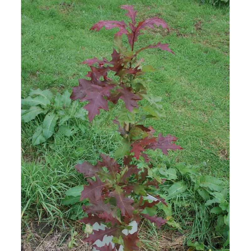 Quercus texana 'New Madrid' Quercus texana 'New Madrid'