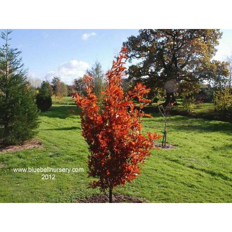 Quercus x bimundorum 'Crimson Spire'