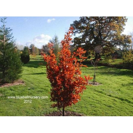 Quercus x bimundorum 'Crimson Spire'