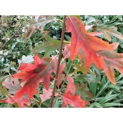 Quercus x 'Fire Water'