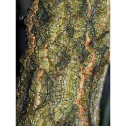 Quercus x hispanica 'Fulhamensis'
