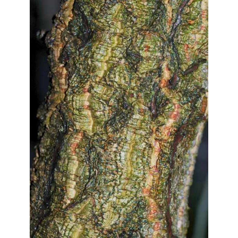 Quercus x hispanica 'Fulhamensis' Quercus x hispanica 'Fulhamensis'