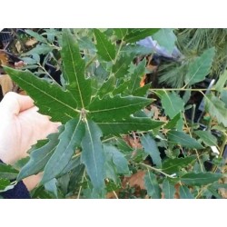 Quercus x hispanica 'Waasland'