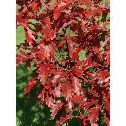 Quercus x sargentii 'Thomas'