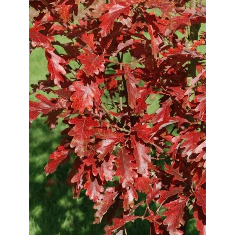 Quercus x sargentii 'Thomas' Quercus x sargentii 'Thomas'