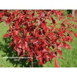 Quercus x sargentii 'Thomas'