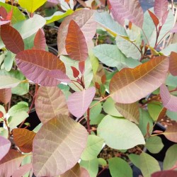 Cotinus 'Grace' - summer leaves