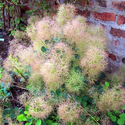 Cotinus coggygria 'Young Lady'