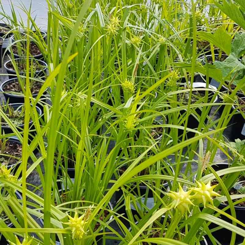 Carex grayi