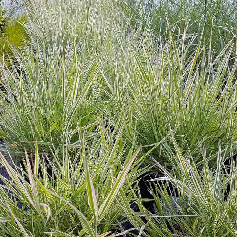 Holcus mollis 'Albovariegatus' Holcus mollis 'Albovariegatus'