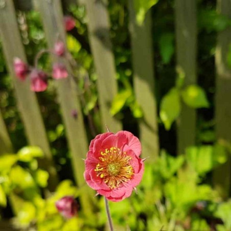 Geum 'Leonard's Variety'
