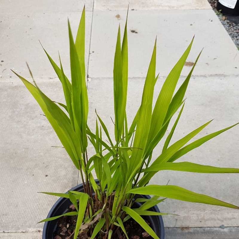 Chasmanthium latifolium