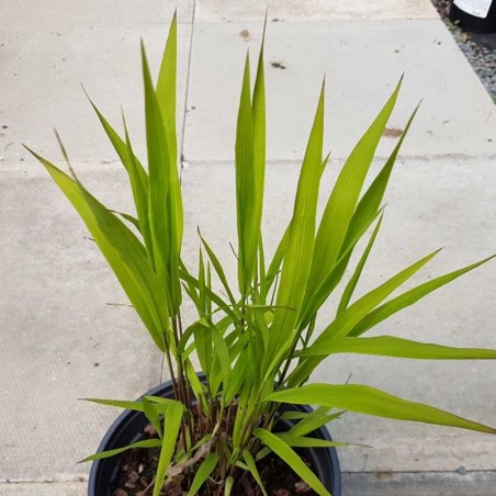 Chasmanthium latifolium